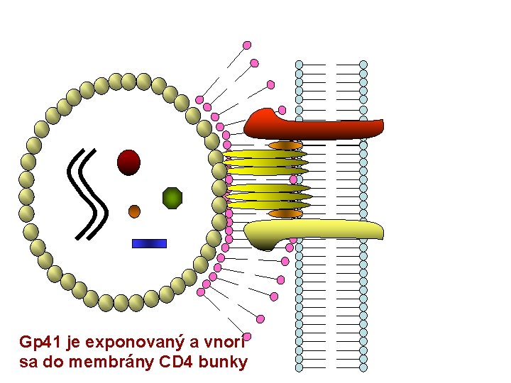 Gp 41 je exponovaný a vnorí sa do membrány CD 4 bunky 