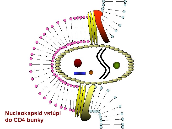 Nucleokapsid vstúpi do CD 4 bunky Nucleokapsid vstúpi do CD 4 bunky