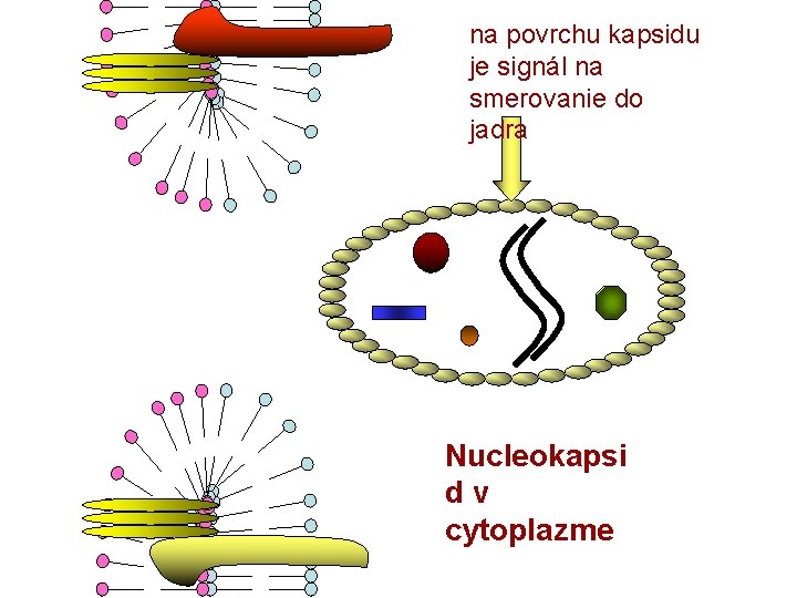 na povrchu kapsidu je signál na smerovanie do jadra Nucleokapsi dv cytoplazme 