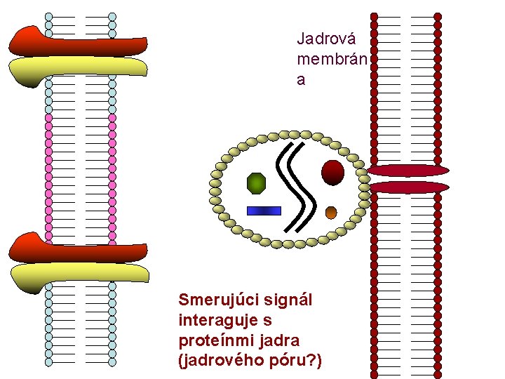 Jadrová membrán a Smerujúci signál interaguje s proteínmi jadra (jadrového póru? ) 