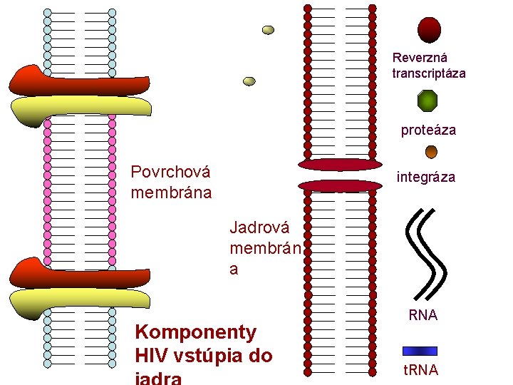 Reverzná transcriptáza proteáza Povrchová membrána integráza Jadrová membrán a Komponenty HIV vstúpia do RNA