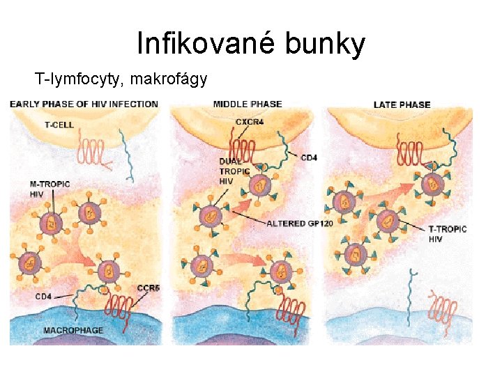 Infikované bunky T-lymfocyty, makrofágy 