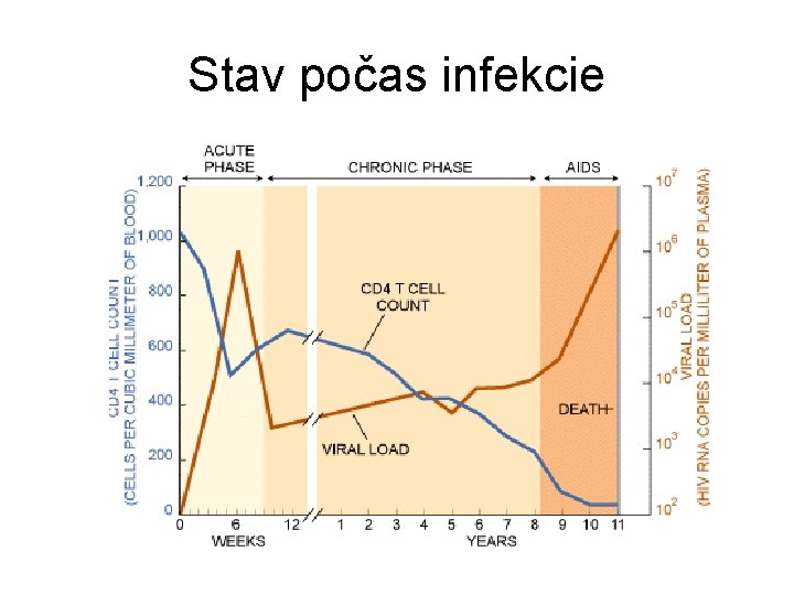 Stav počas infekcie 