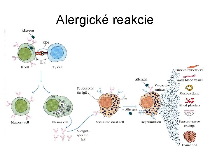 Alergické reakcie 