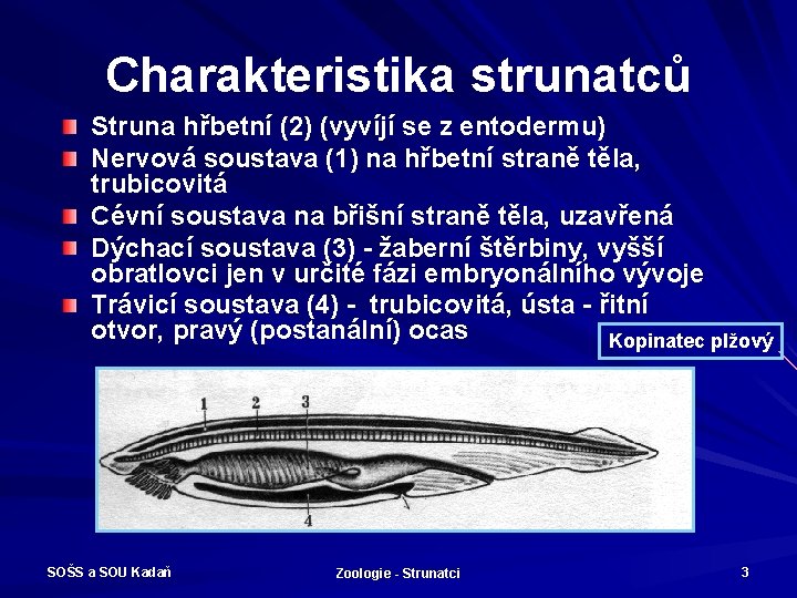 Charakteristika strunatců Struna hřbetní (2) (vyvíjí se z entodermu) Nervová soustava (1) na hřbetní
