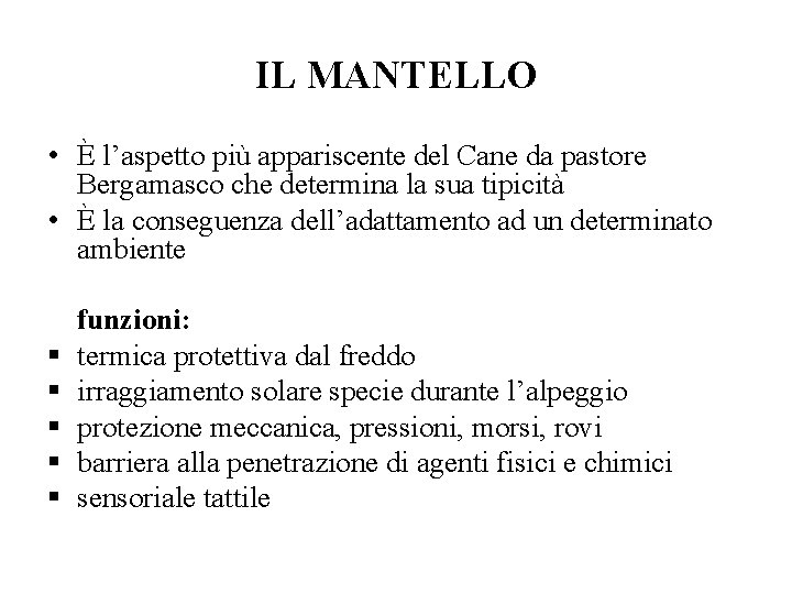 IL MANTELLO • È l’aspetto più appariscente del Cane da pastore Bergamasco che determina