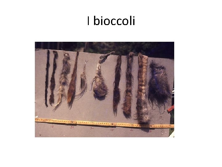 I bioccoli 