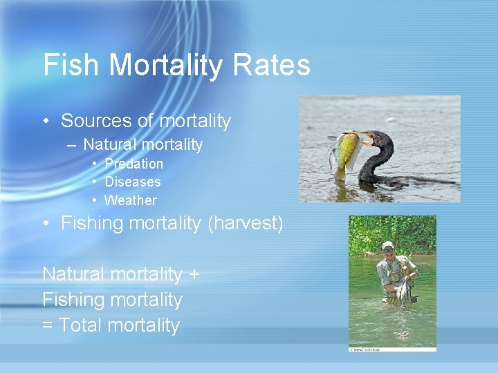 Fish Mortality Rates • Sources of mortality – Natural mortality • Predation • Diseases