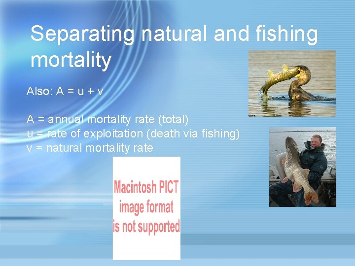 Separating natural and fishing mortality Also: A = u + v A = annual