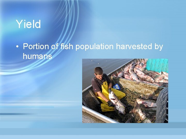 Yield • Portion of fish population harvested by humans 