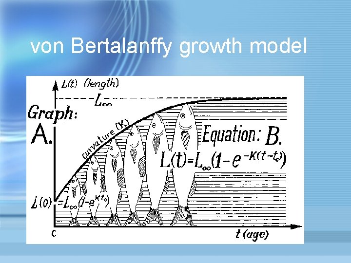 von Bertalanffy growth model 