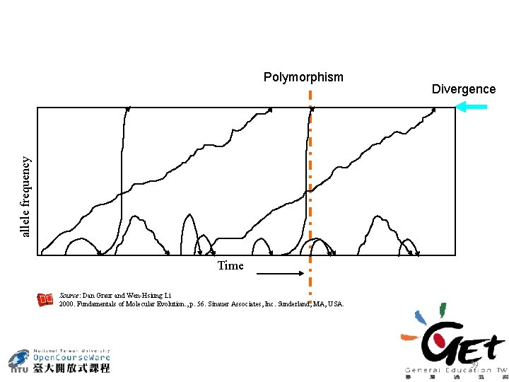 Divergence allele frequency Polymorphism Time Source: Dan Graur and Wen-Hsiung Li 2000. Fundamentals of