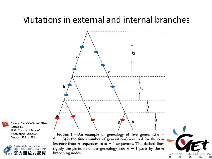 Mutations in external and internal branches Source: Yun-Xin Fu and Wen. Hsiung Li 1993.