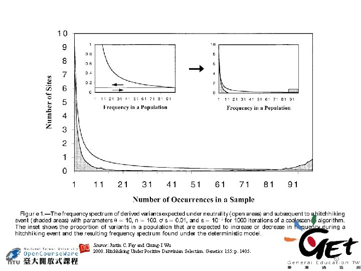 Source: Justin C. Fay and Chung-I Wu 2000. Hitchhiking Under Positive Darwinian Selection. Genetics