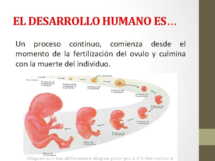 EL DESARROLLO HUMANO ES… Un proceso continuo, comienza desde el momento de la fertilización