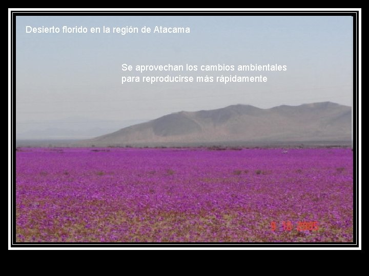 Desierto florido en la región de Atacama Se aprovechan los cambios ambientales para reproducirse
