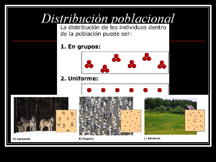 Distribución poblacional 