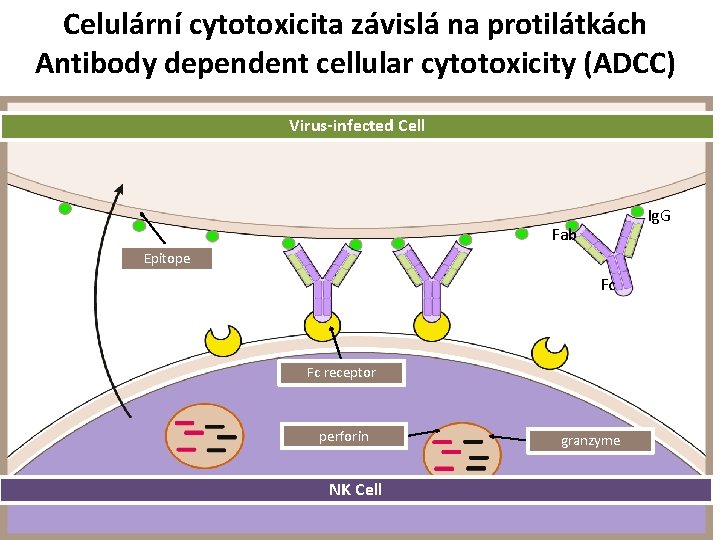 Celulární cytotoxicita závislá na protilátkách Antibody dependent cellular cytotoxicity (ADCC) Virus-infected Cell Ig. G