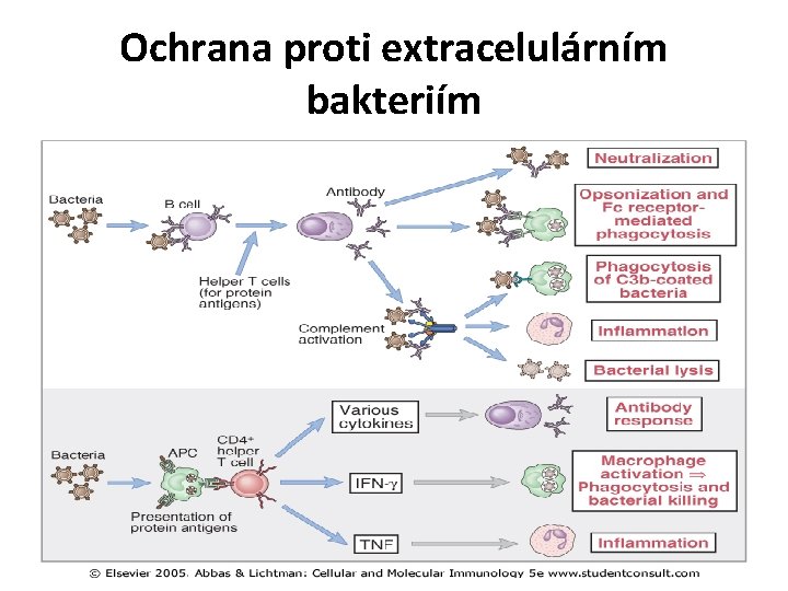 Ochrana proti extracelulárním bakteriím 