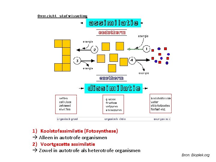 1) Koolstofassimilatie (Fotosynthese) Alleen in autotrofe organismen 2) Voortgezette assimilatie Zowel in autotrofe als