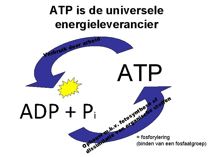 ATP is de universele energieleverancier eid b r or a o d ruik b