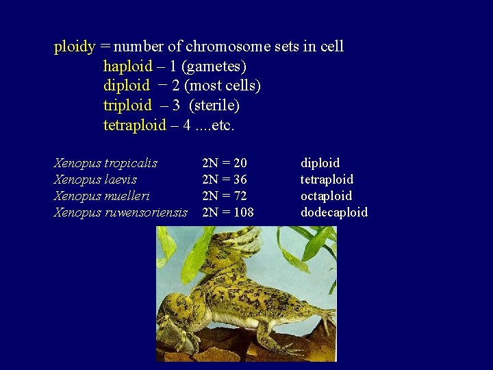 ploidy = number of chromosome sets in cell haploid – 1 (gametes) diploid −