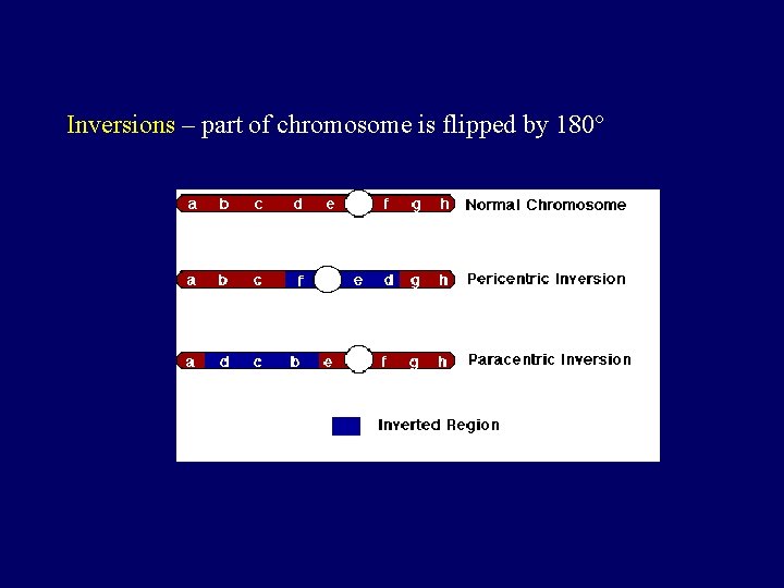 Inversions – part of chromosome is flipped by 180 