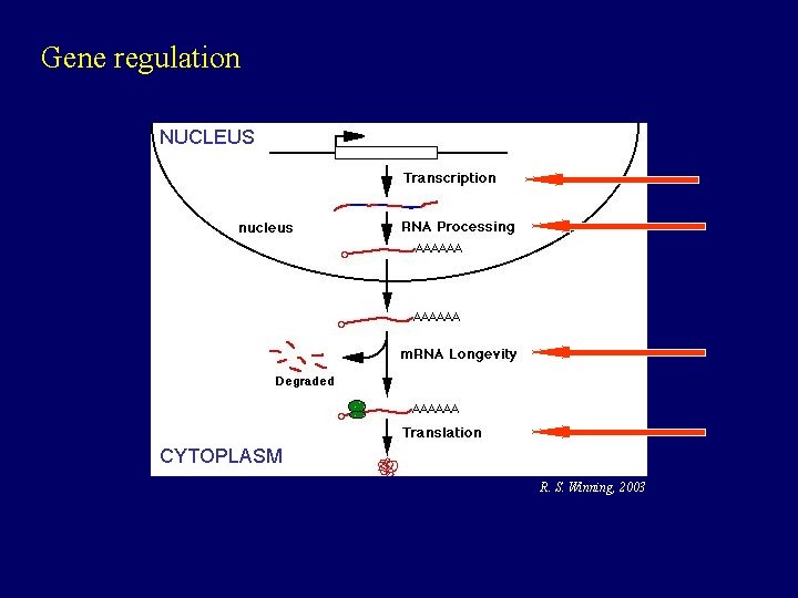 Gene regulation NUCLEUS CYTOPLASM R. S. Winning, 2003 