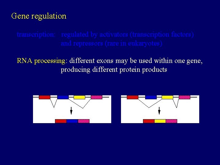 Gene regulation transcription: regulated by activators (transcription factors) and repressors (rare in eukaryotes) RNA