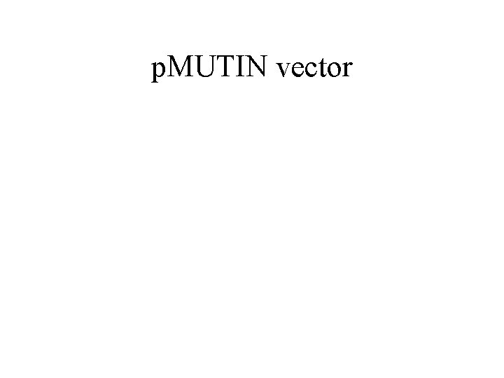 p. MUTIN vector 