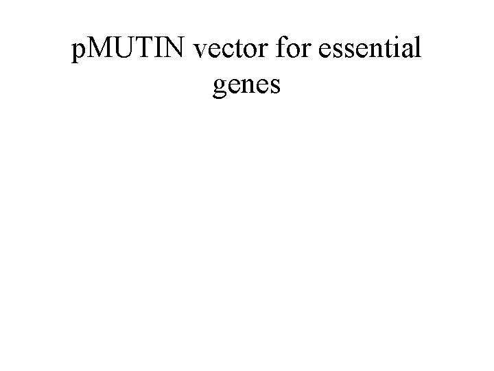 p. MUTIN vector for essential genes 