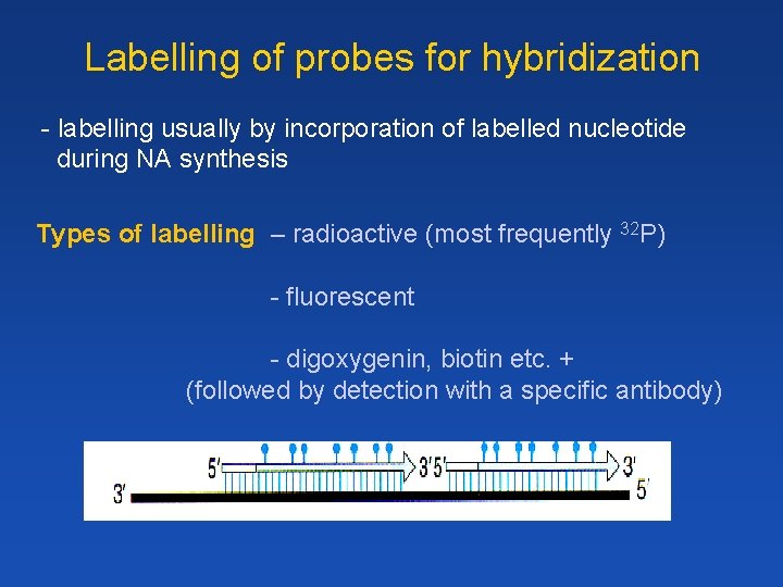 Labelling of probes for hybridization - labelling usually by incorporation of labelled nucleotide during
