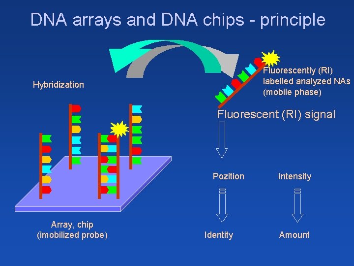 DNA arrays and DNA chips - principle Fluorescently (RI) labelled analyzed NAs (mobile phase)