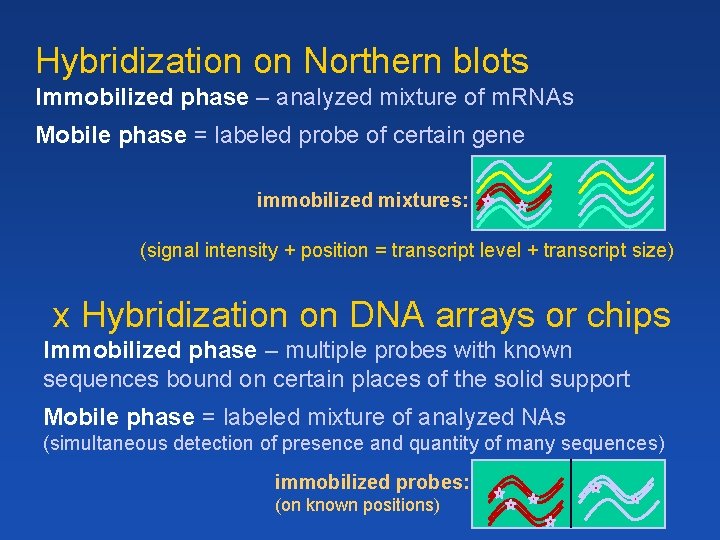 Hybridization on Northern blots Immobilized phase – analyzed mixture of m. RNAs Mobile phase
