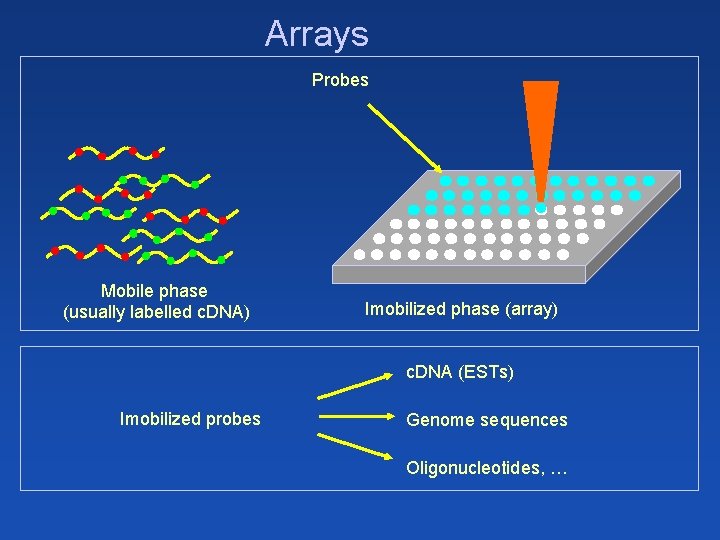 Arrays Probes Mobile phase (usually labelled c. DNA) Imobilized phase (array) c. DNA (ESTs)