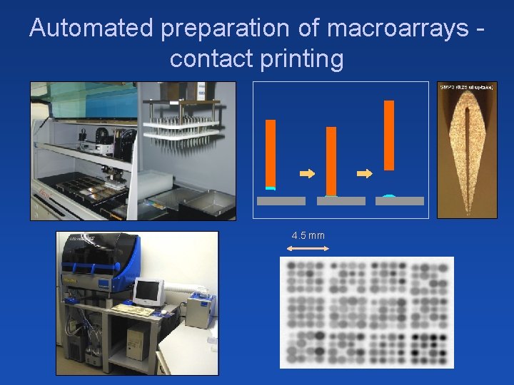 Automated preparation of macroarrays contact printing 4. 5 mm 