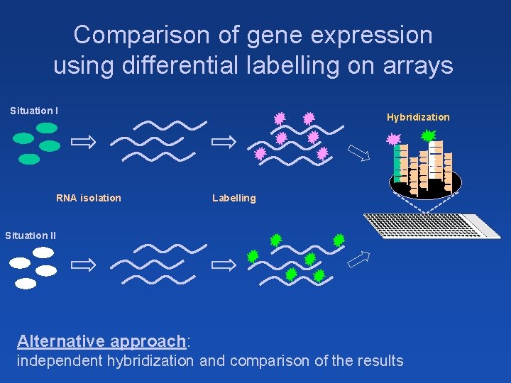 Comparison of gene expression using differential labelling on arrays Situation I RNA isolation Hybridization