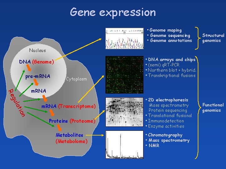 Gene expression • Genome maping • Genome sequencing • Genome annotations Structural genomics Nucleus