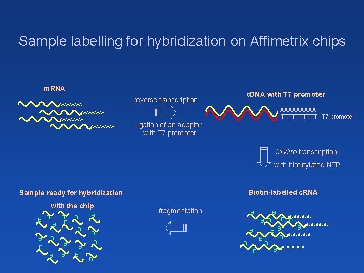 Sample labelling for hybridization on Affimetrix chips m. RNA reverse transcription AAAAA c. DNA