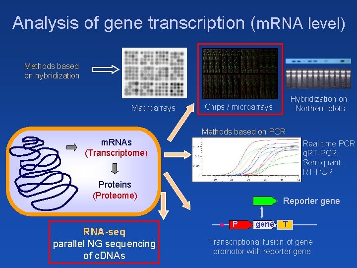 Analysis of gene transcription (m. RNA level) Methods based on hybridization Macroarrays Hybridization on