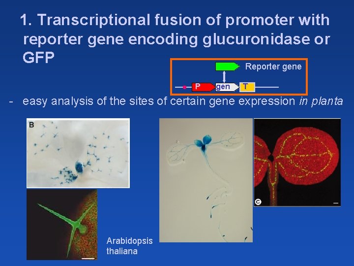 1. Transcriptional fusion of promoter with reporter gene encoding glucuronidase or GFP Reporter gene