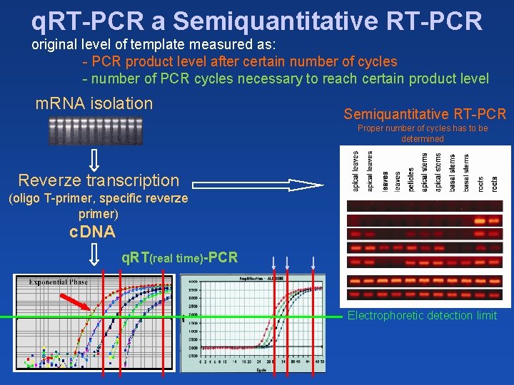 q. RT-PCR a Semiquantitative RT-PCR original level of template measured as: - PCR product
