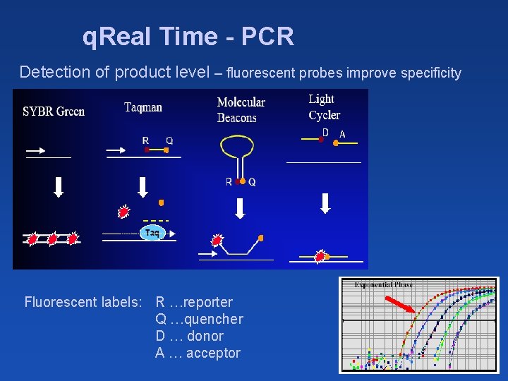 q. Real Time - PCR Detection of product level – fluorescent probes improve specificity