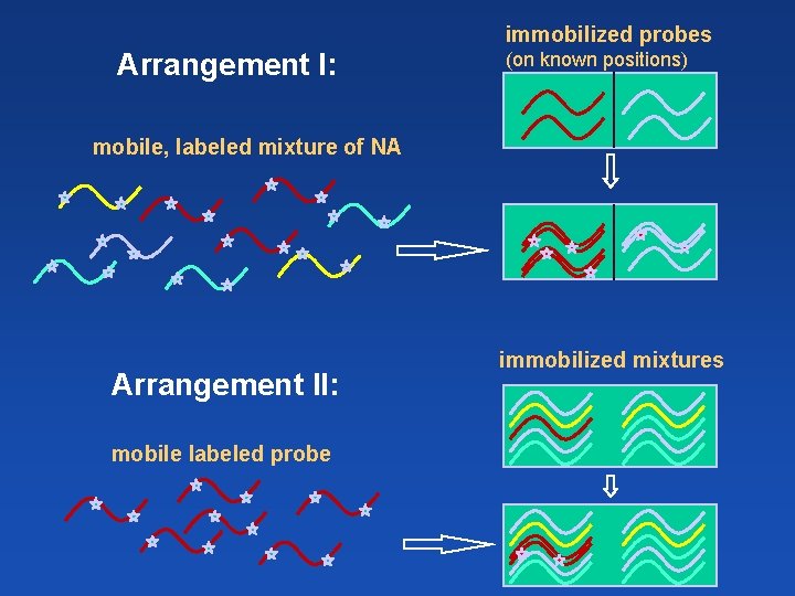 immobilized probes Arrangement I: (on known positions) mobile, labeled mixture of NA Arrangement II: