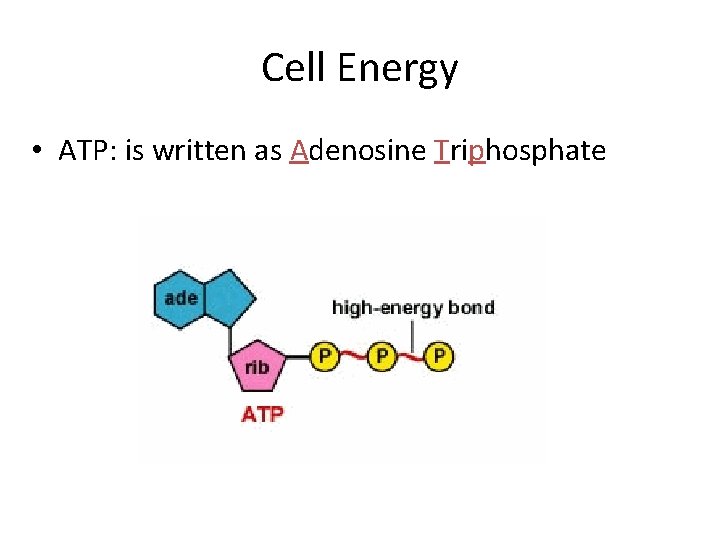 Cell Energy • ATP: is written as Adenosine Triphosphate 