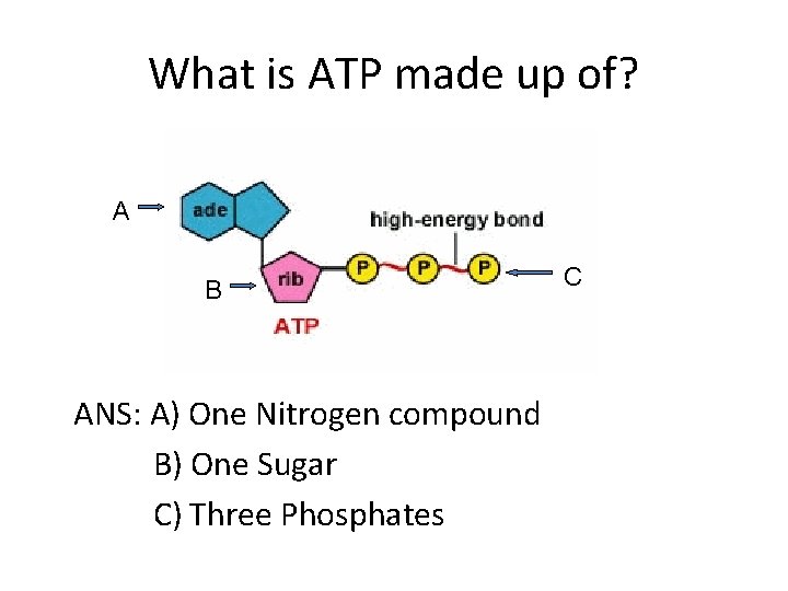 What is ATP made up of? A B ANS: A) One Nitrogen compound B)
