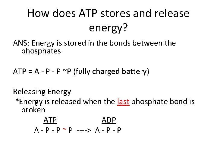 How does ATP stores and release energy? ANS: Energy is stored in the bonds