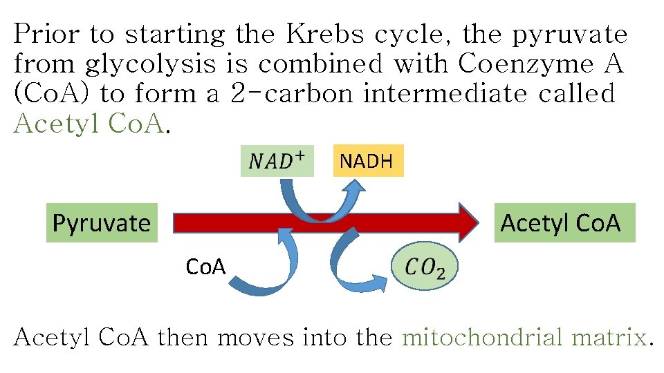 Prior to starting the Krebs cycle, the pyruvate from glycolysis is combined with Coenzyme