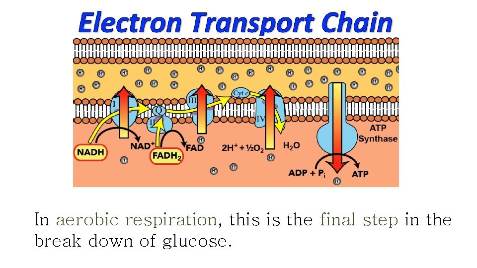 In aerobic respiration, this is the final step in the break down of glucose.