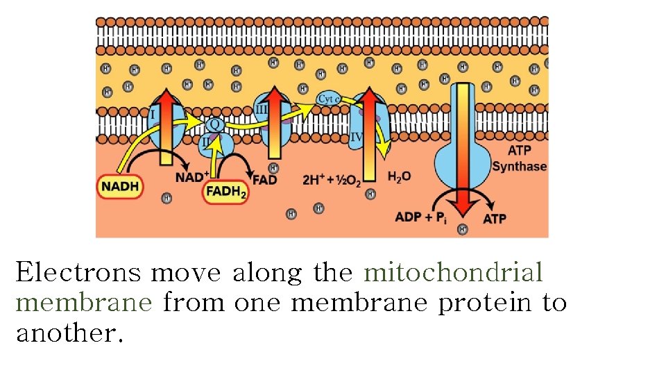 Electrons move along the mitochondrial membrane from one membrane protein to another. 